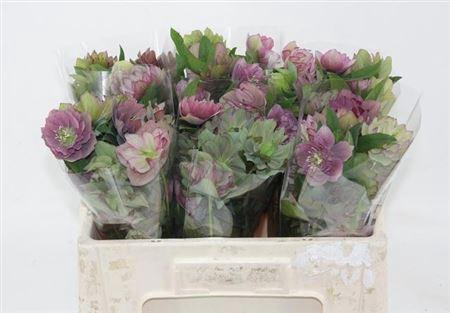 <h4>Hell Or Queens Db Purple</h4>