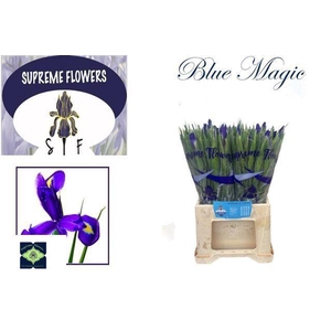 Iris Blue Magic