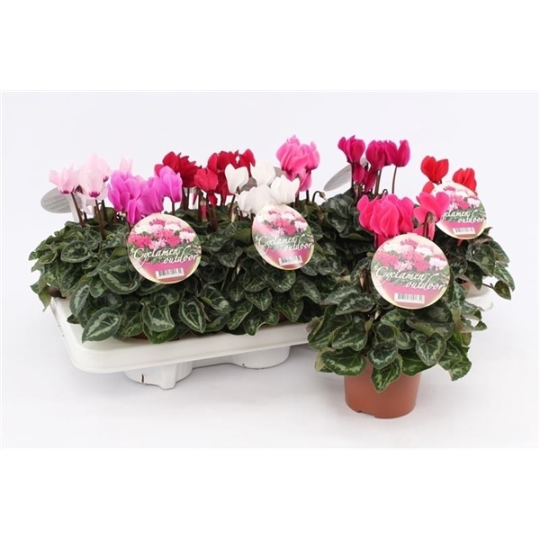 <h4>Cyclaam Garden Green Leaf</h4>