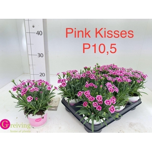 DIAN DI PINK KISSES