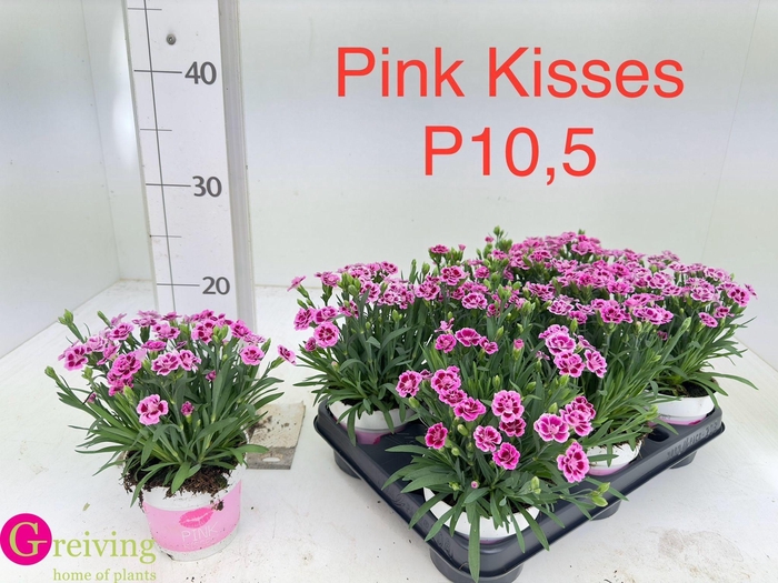 DIAN DI PINK KISSES