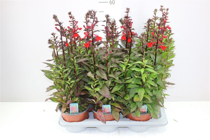 <h4>Lobelia Fan Scarlet</h4>