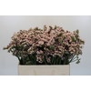 Limonium sinuatum Apricot Sun Birds