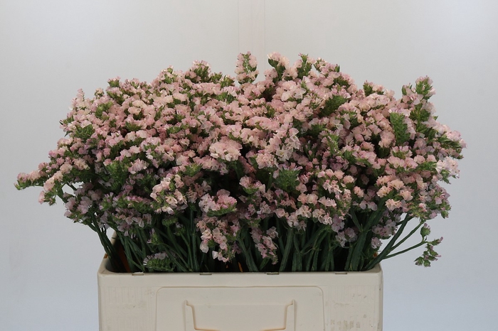 Limonium sinuatum Apricot Sun Birds