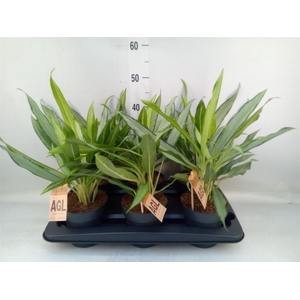 Aglaonema  'White Lance'