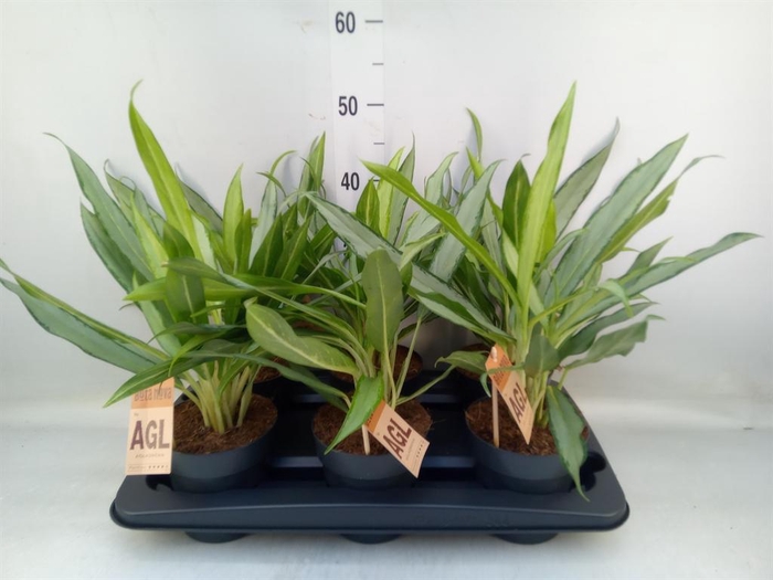 <h4>Aglaonema  'White Lance'</h4>
