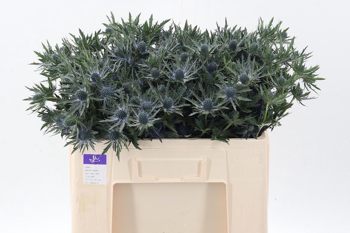 <h4>Eryn Orion Qstar</h4>