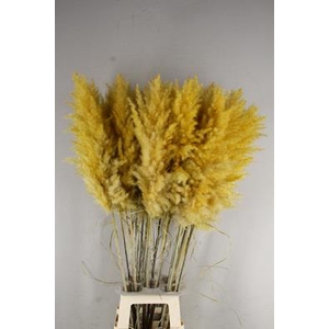 Df Pampas 115cm Apricot