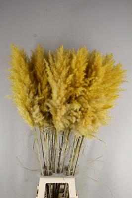 <h4>Df Pampas 115cm Apricot</h4>