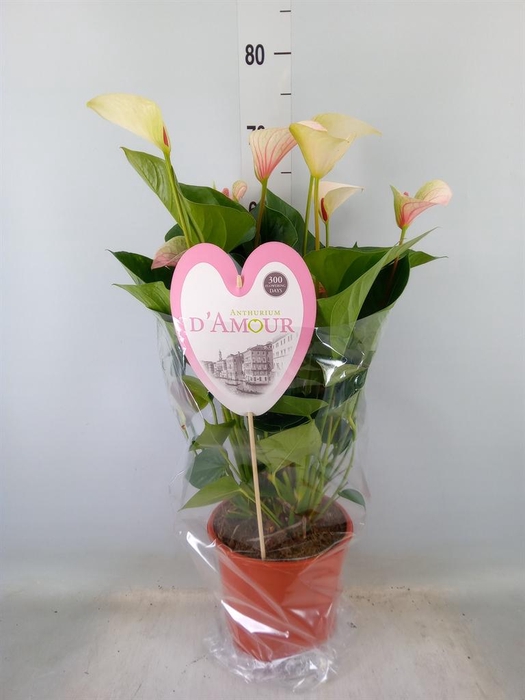 <h4>Anthurium andr. 'Fantasy Love'</h4>