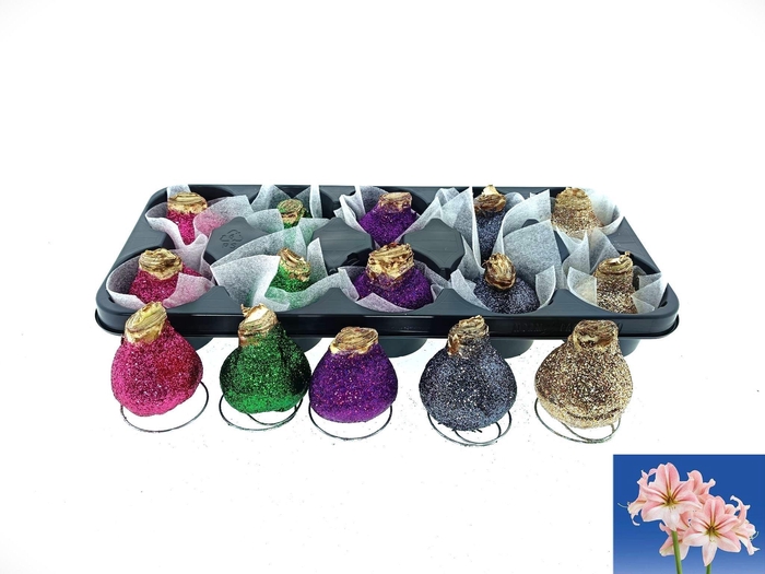 <h4>BLOEMBOL HIPPEASTRUM</h4>