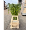 ALLIUM SAT OPHIOSCO