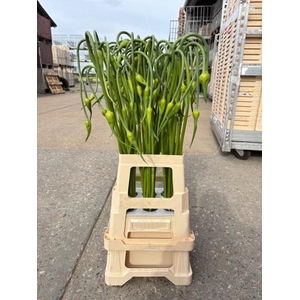ALLIUM SAT OPHIOSCO