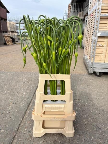 <h4>ALLIUM SAT OPHIOSCO</h4>