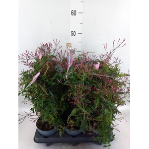 Jasminum polyanthum   ...rose