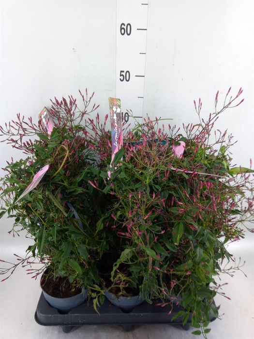 <h4>Jasminum polyanthum   ...rose</h4>