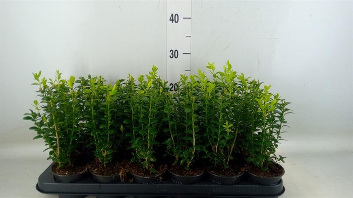 <h4>Buxus semp.   ...</h4>