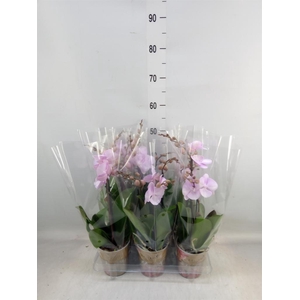 Phalaenopsis multi.   ...rose