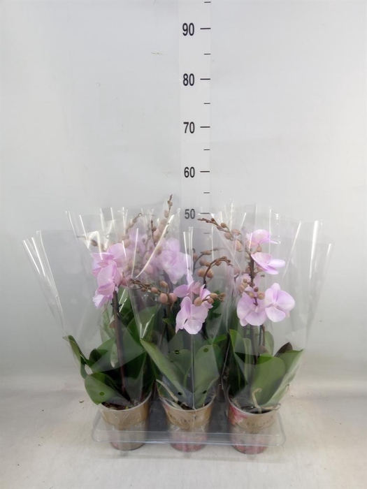 <h4>Phalaenopsis multi.   ...rose</h4>