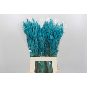 Dried Bleached Lagurus Turquoise 100gr