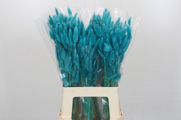 <h4>Dried Bleached Lagurus Turquoise 100gr</h4>