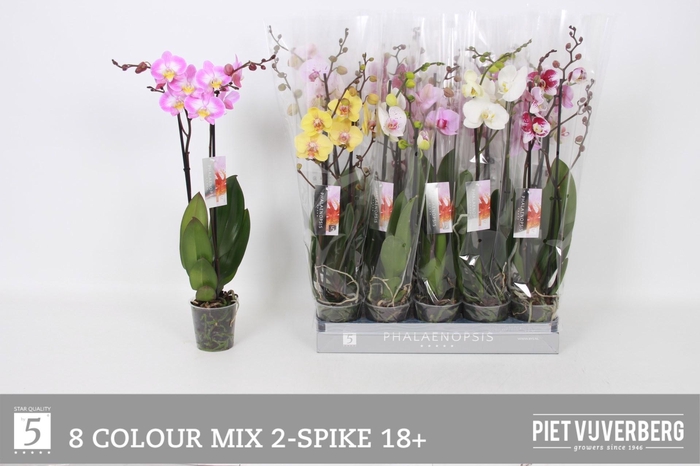 <h4>PHAL GEM 8 KL</h4>