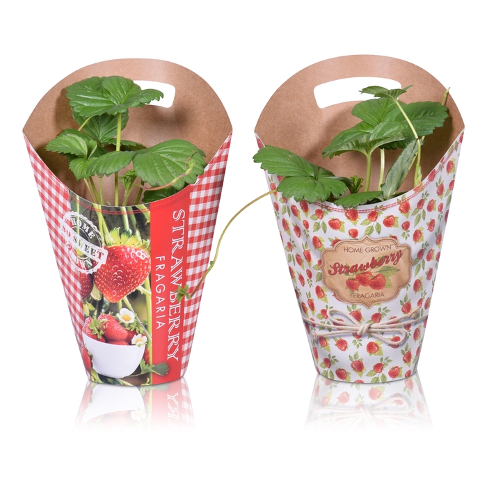 <h4>FRAG BELTRAN</h4>