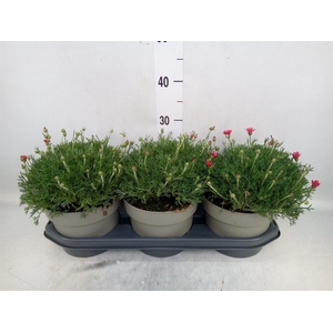 Rhodanthemum  'Casablanca'