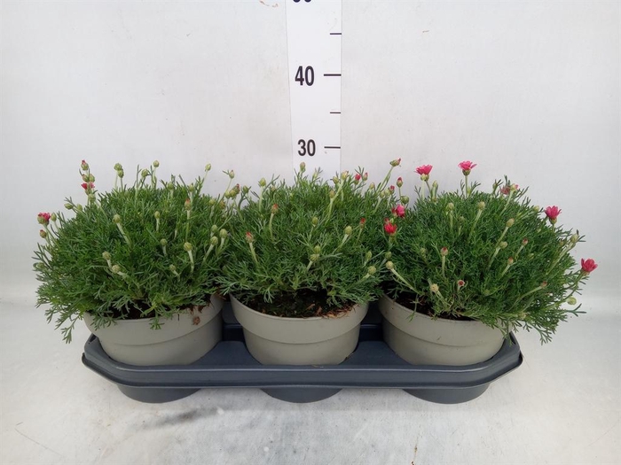 <h4>Rhodanthemum  'Casablanca'</h4>