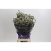 Limonium White Activa