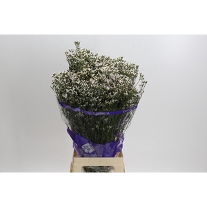 Limonium White Activa