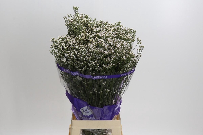 <h4>Limonium White Activa</h4>