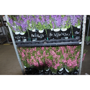 ANGELONIA P14 VARIADO