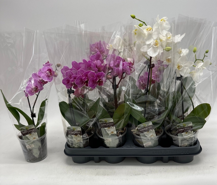 <h4>PHAL GEM</h4>