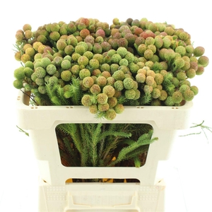 Kaaps Berzelia Galpinii Ruby