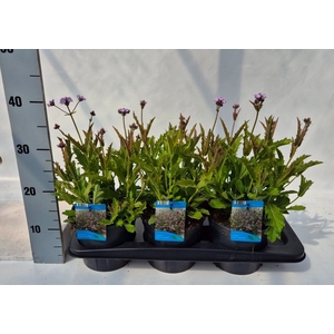 Verbena rigida