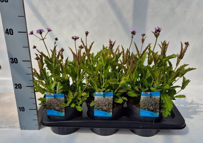 <h4>Verbena rigida</h4>
