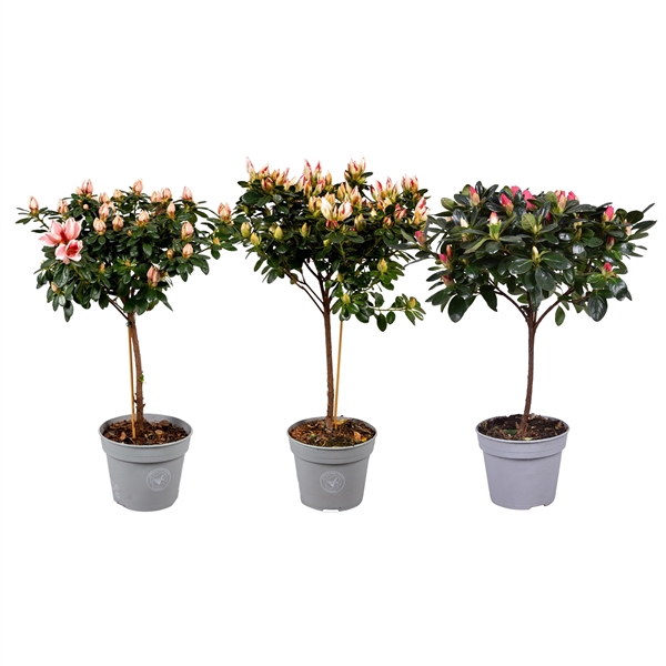 <h4>Azalea op stam gemengd (Voorjaar soorten) 13cm</h4>