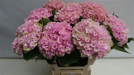 <h4>Hyd Revolution Pink</h4>