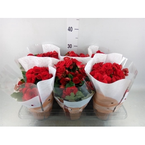 Begonia elat. DU 'Halo'