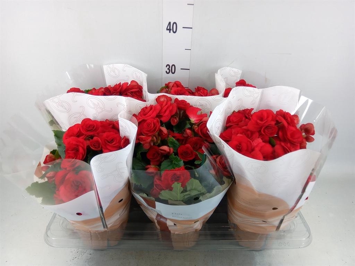 <h4>Begonia elat. DU 'Halo'</h4>