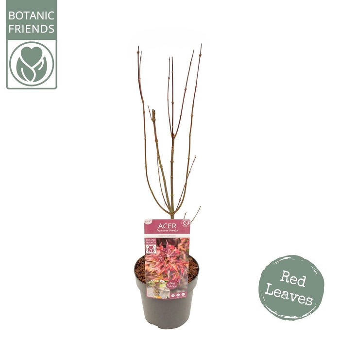 <h4>Acer palmatum Skeeters Broom</h4>