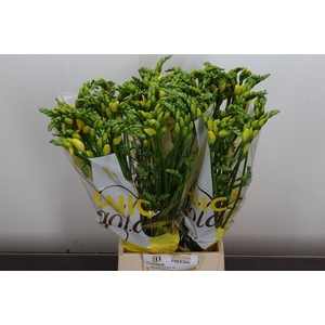 Fr Du Soleil (zandvoort)