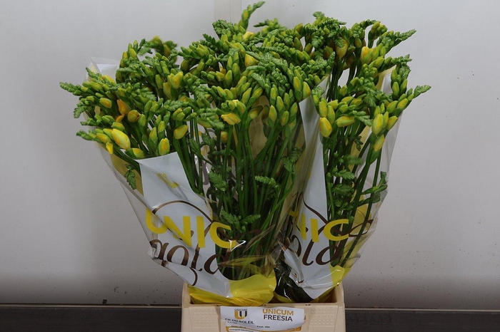 <h4>Fr Du Soleil (zandvoort)</h4>