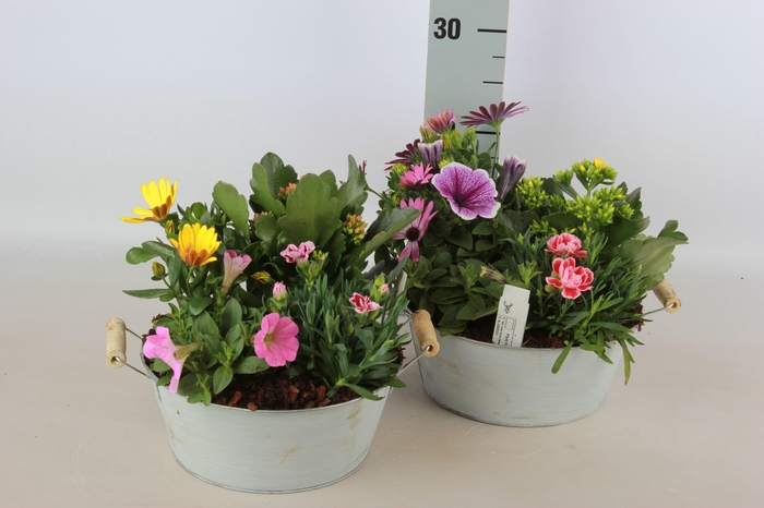 <h4>ARR TUINPLANTEN</h4>