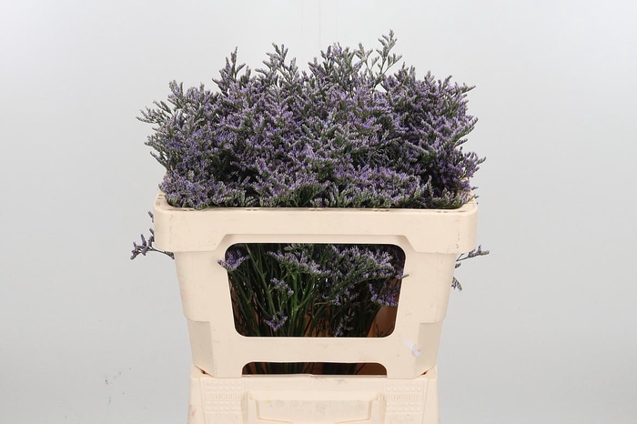 <h4>Lim Ov Skylight</h4>