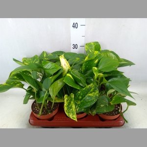 Epipremnum   ...