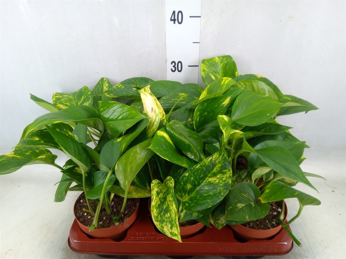 <h4>Epipremnum   ...</h4>