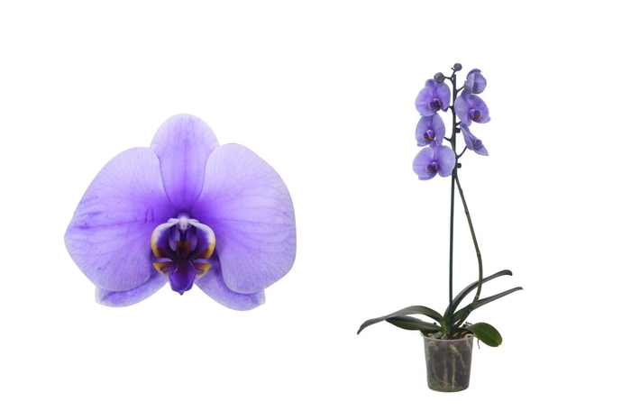 <h4>Phal I Am Purple 1T6+ Basic</h4>