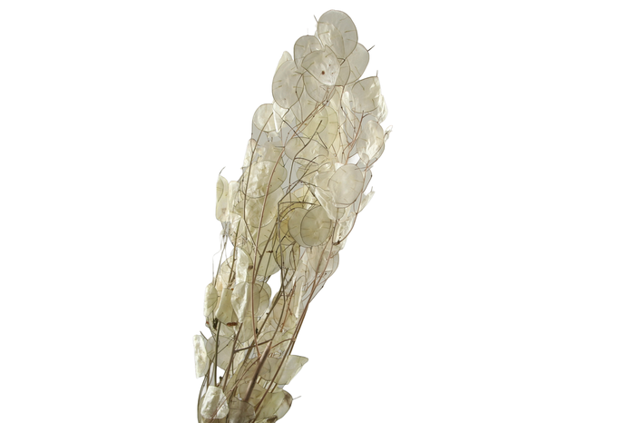 Lunaria Natural